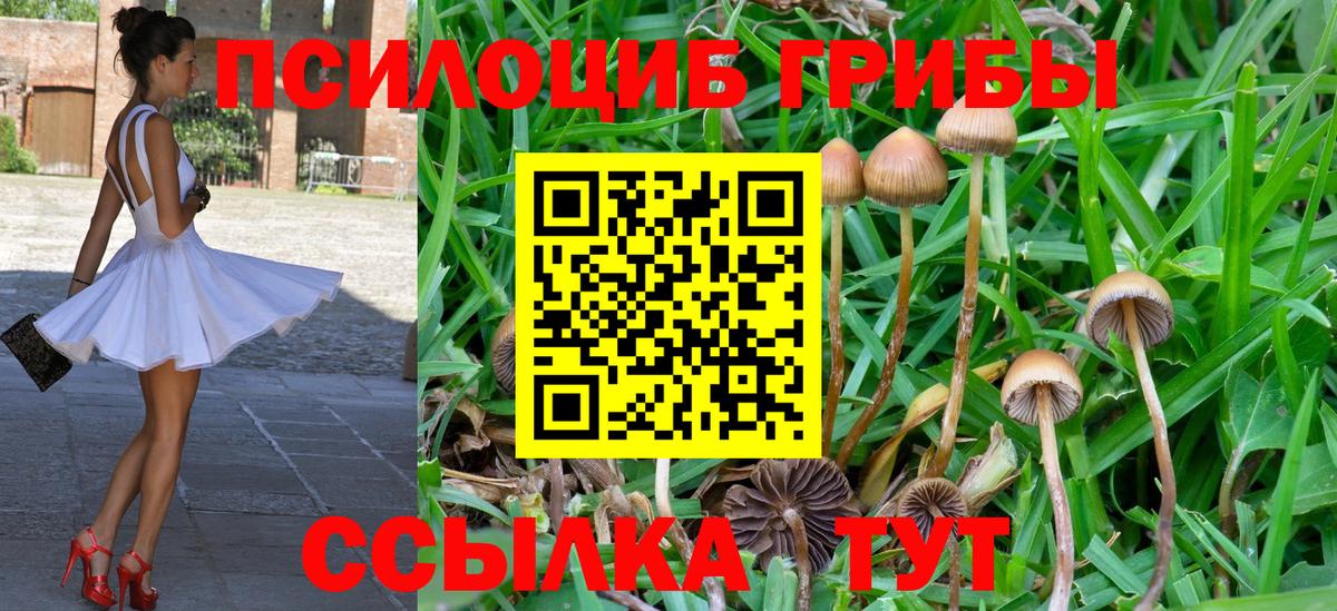 Галлюциногенные грибы MAGIC MUSHROOMS  Большой Камень  Галлюциногенные грибы Psilocybine cubensis 